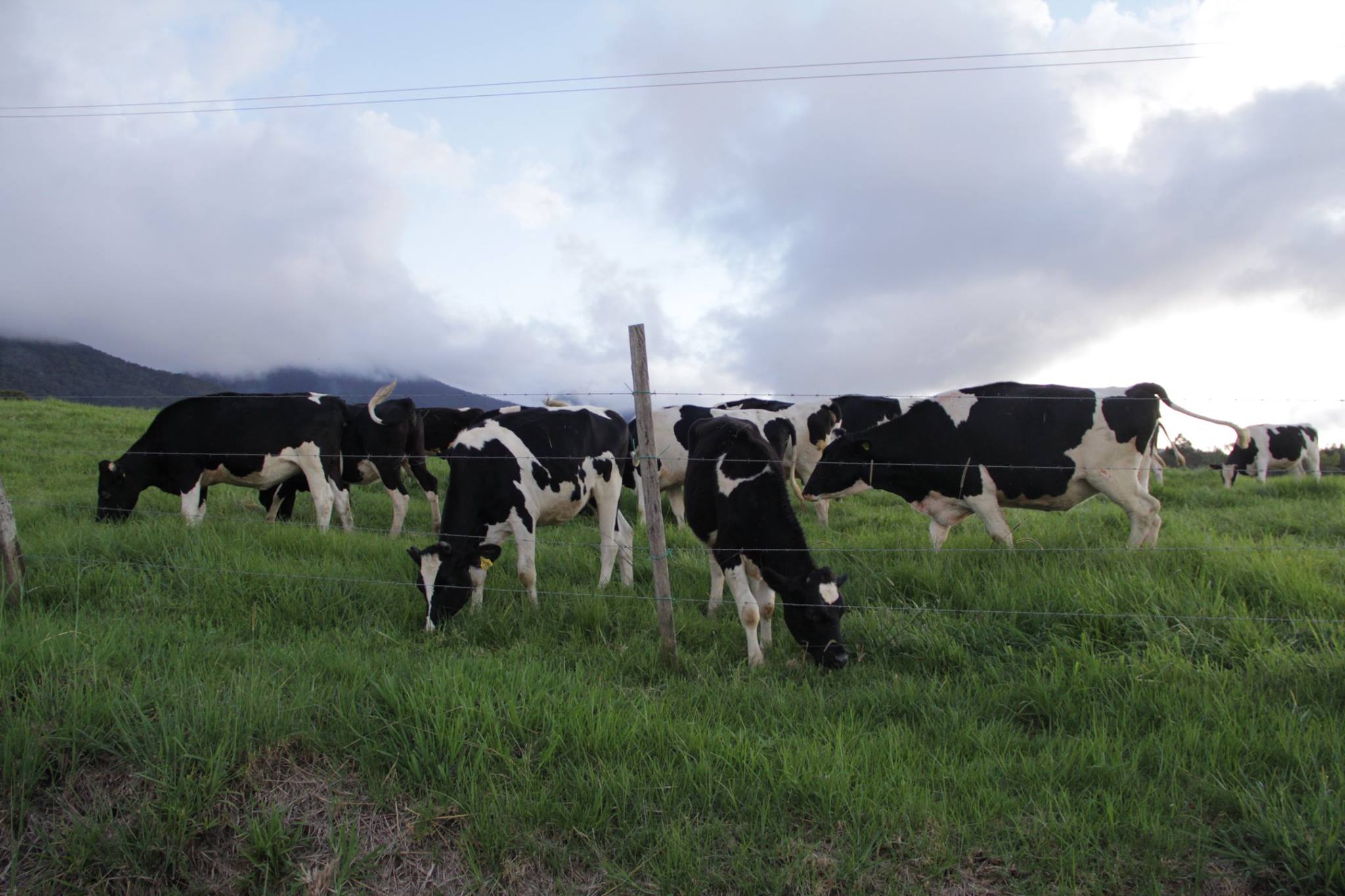 Desa Farm Holstein Friesian Cow